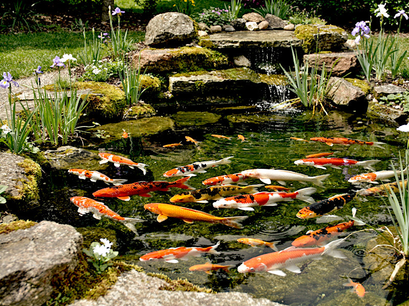 Illustration of a large backyard pond with mossy rocks, a small waterfall, purple irises, and a mixed school of koi and goldfish. Actual fish vary.