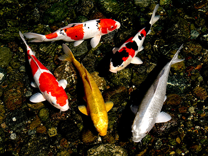 Illustration looking down at five pond-grade koi over dark stones, including red-and-white, gold, and black fish. Actual fish vary.