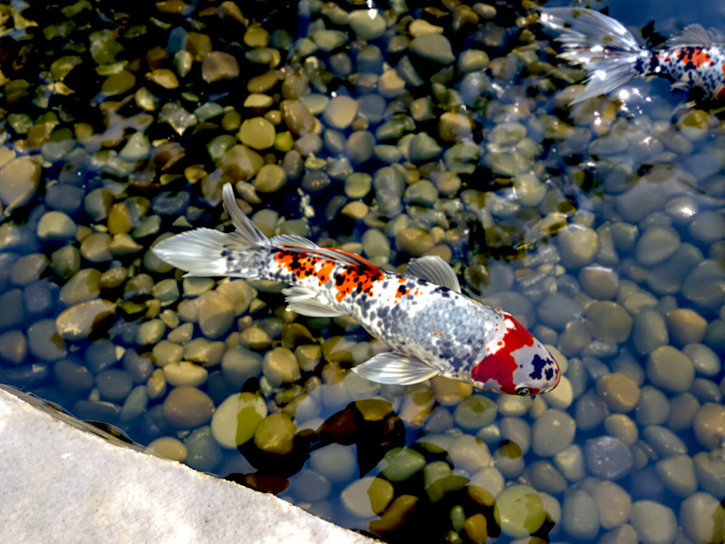 Illustration of one calico shubunkin goldfish seen from above in a garden pond, with a speckled blue-gray body, orange and black patches, and a long forked tail. Actual fish vary.